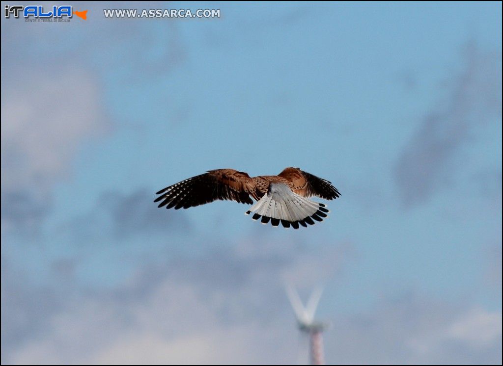 Falco in agguato