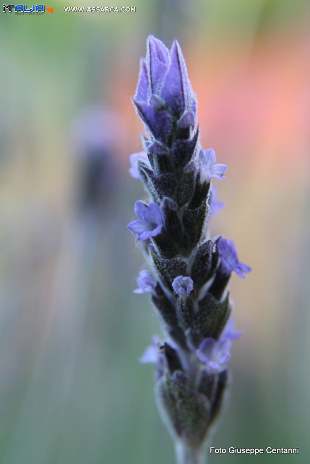 Lavanda