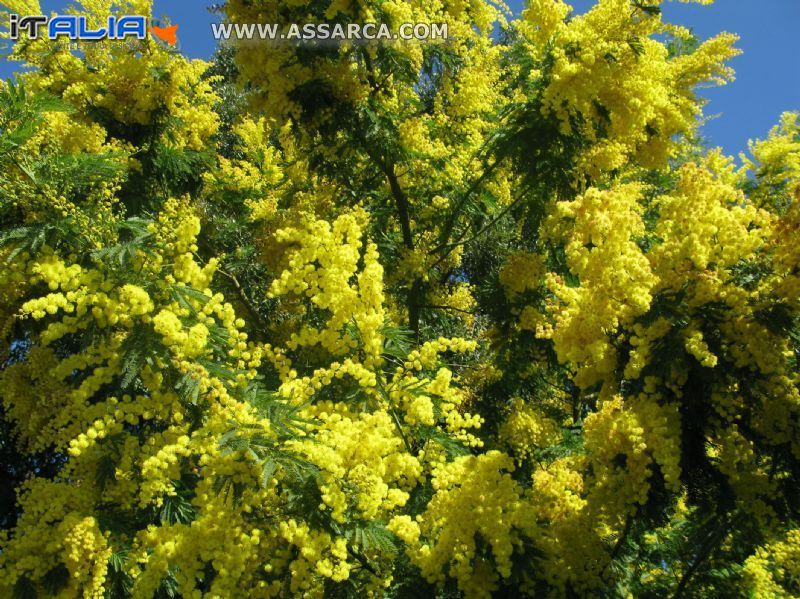 Stupenda fioritura di mimosa