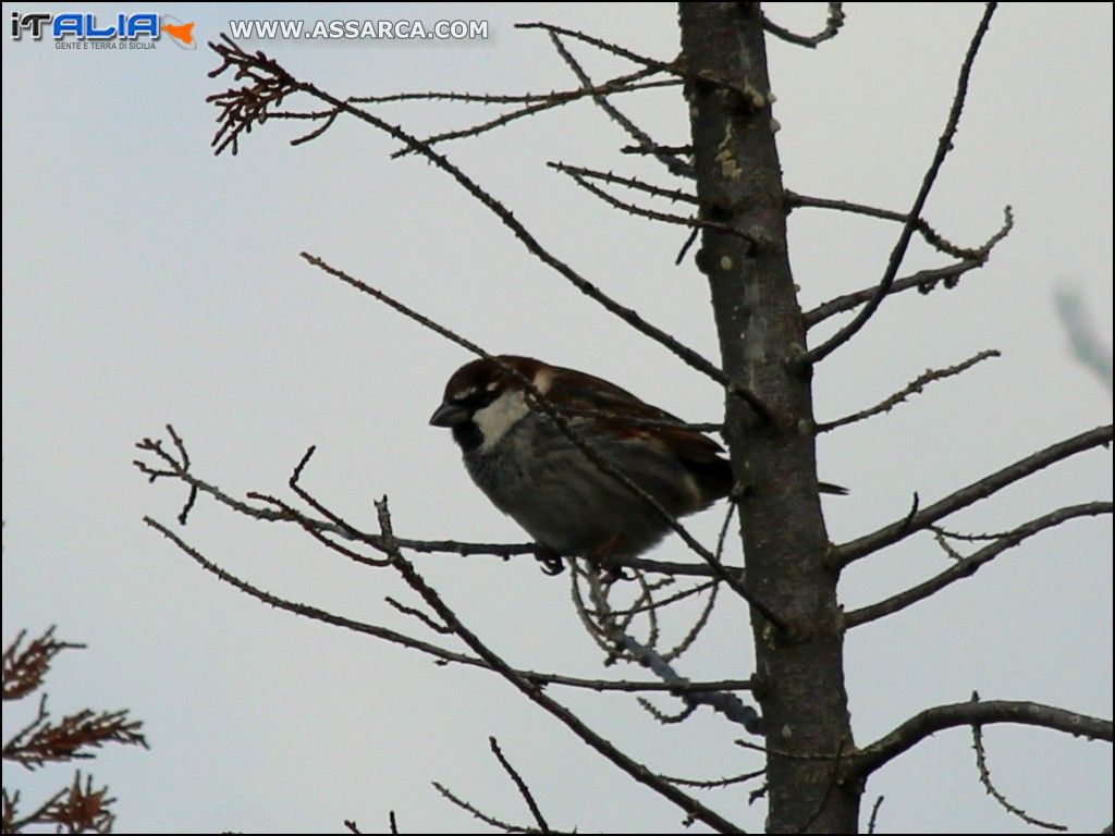 Passero solitario