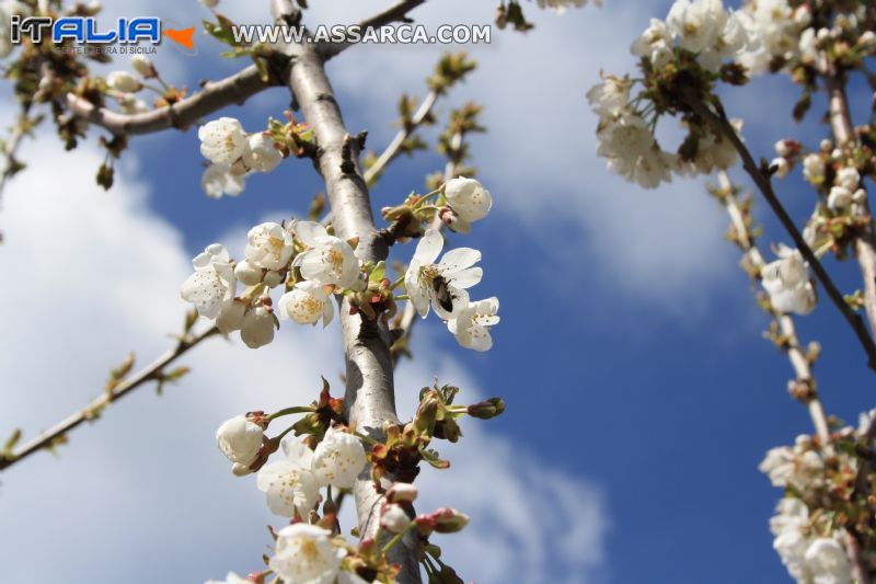 Fiori di ciliegio