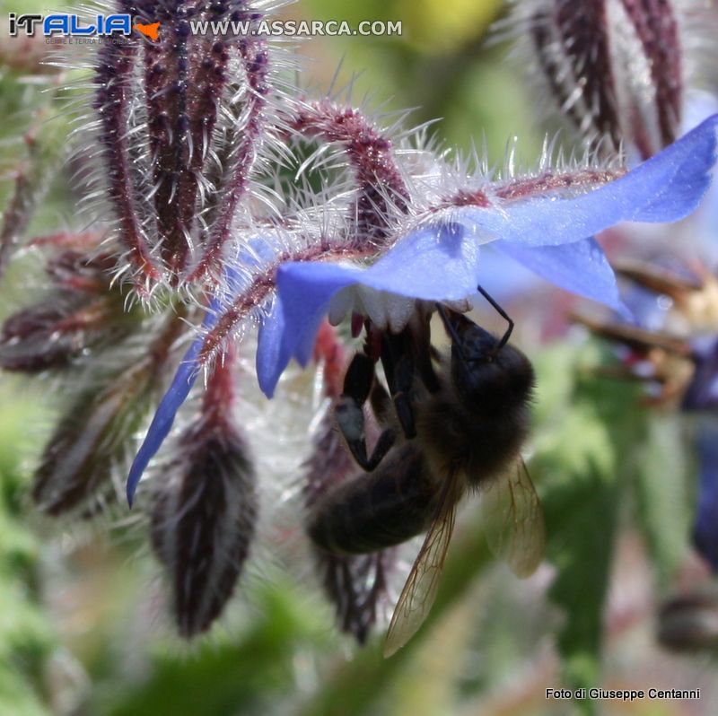 Fiore di Boraggine con ape