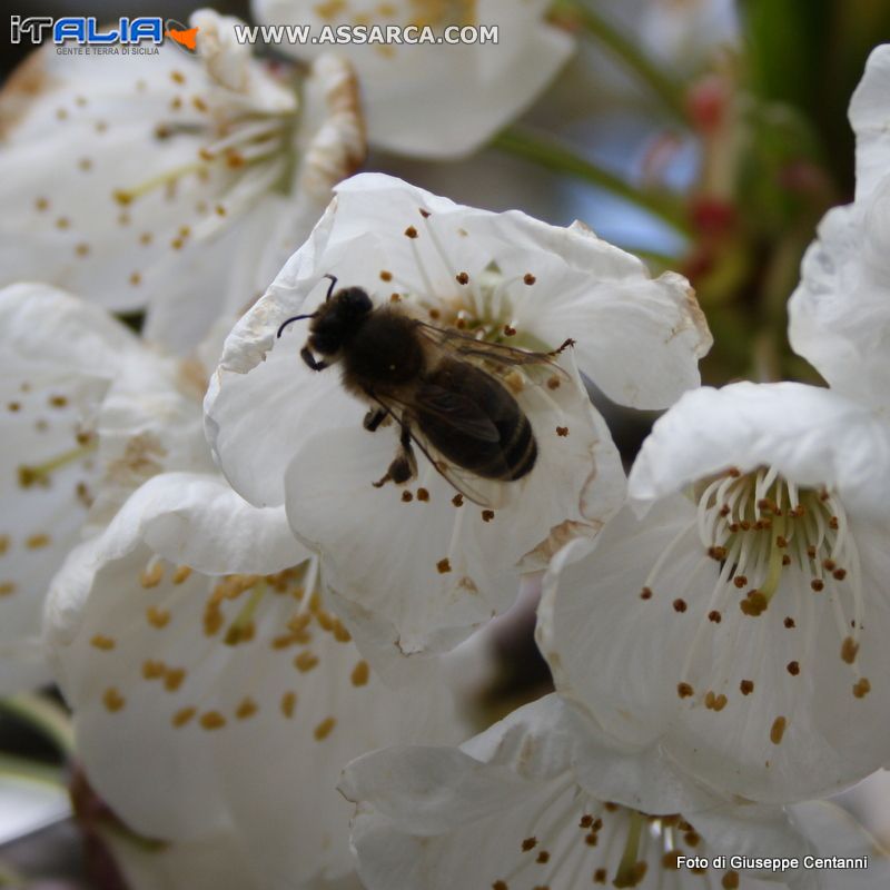 Ape sui fiori di ciliegio