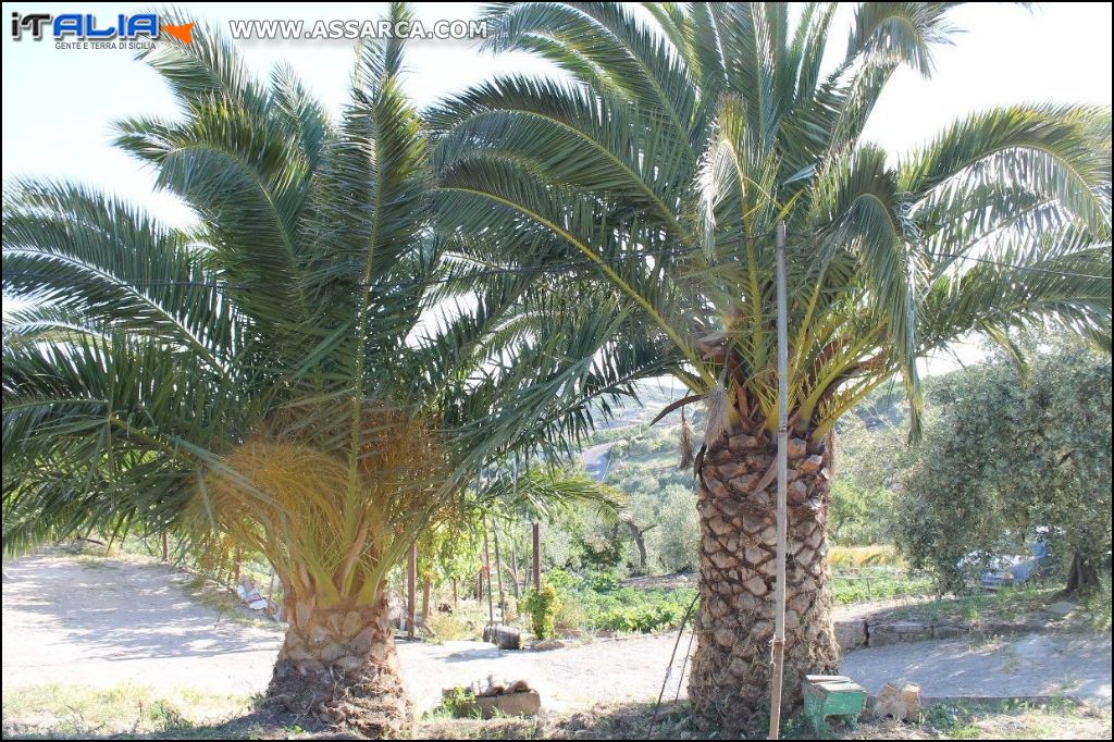 le mie palme nella mia campagna in contrada Gulisanisa