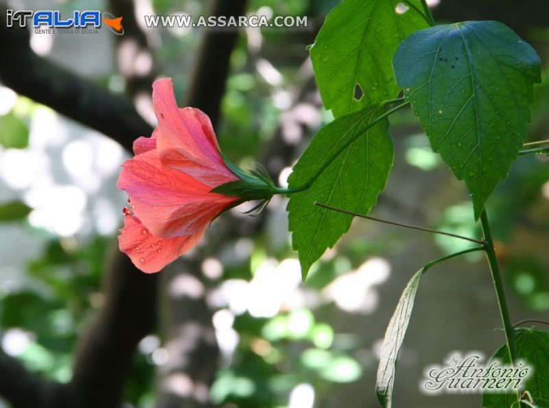 Ma che fiore è?