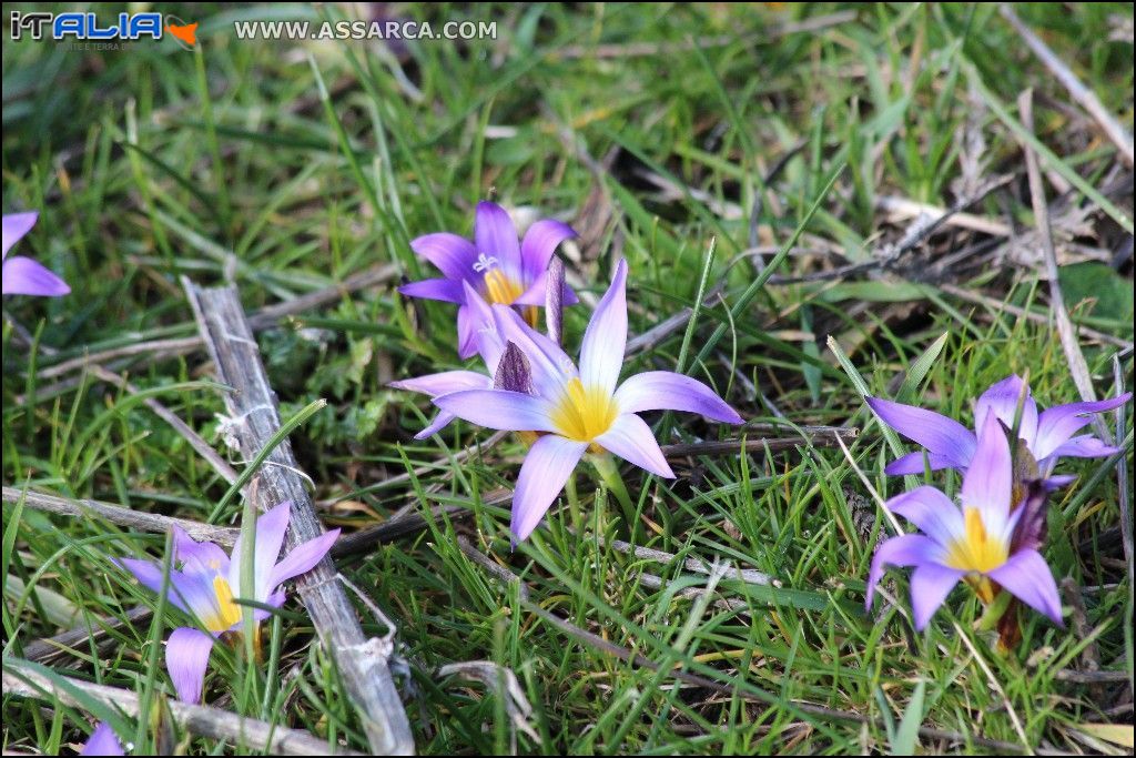 Fiori viola