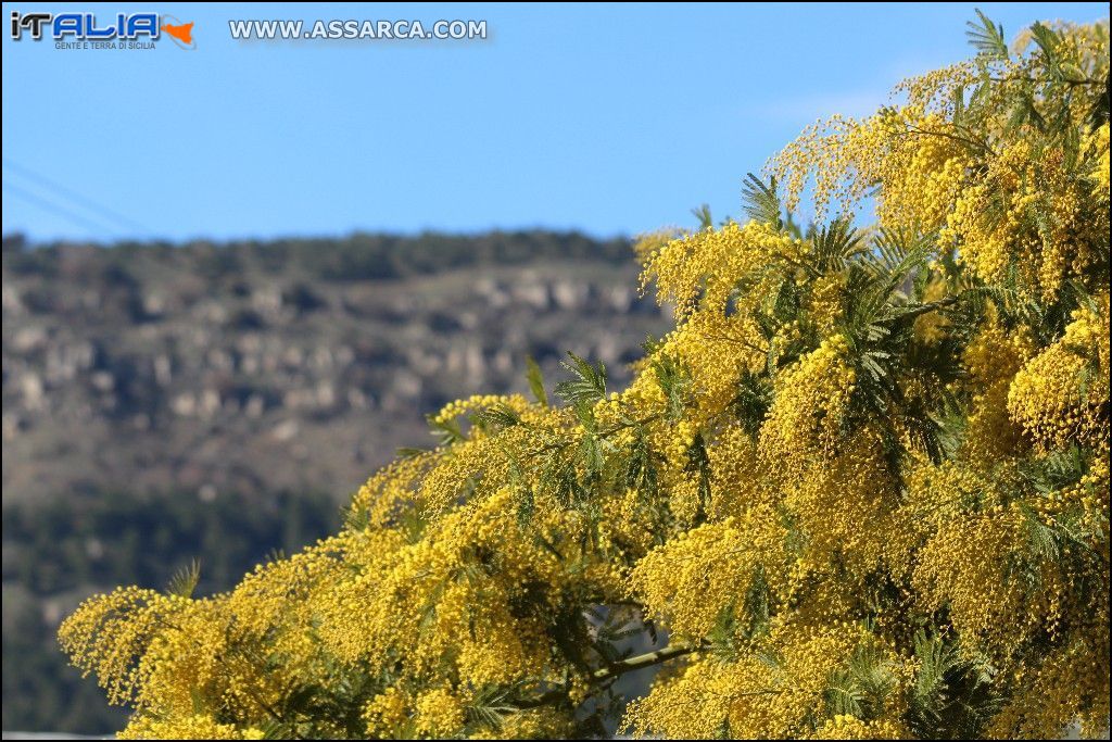 Mimosa in fiore