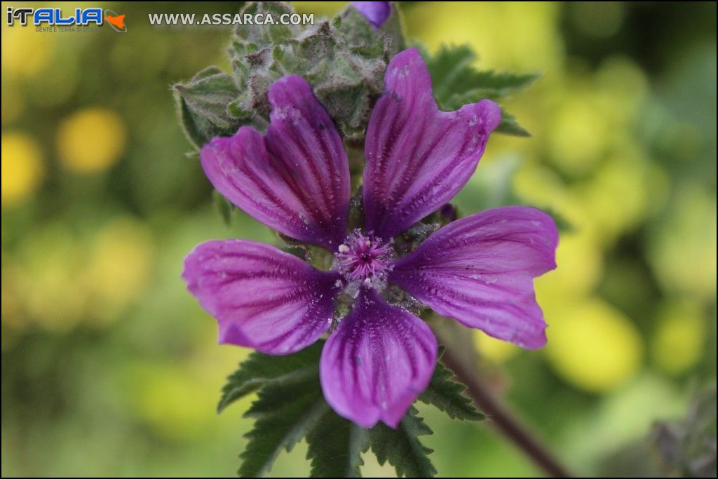 Fiore di campo