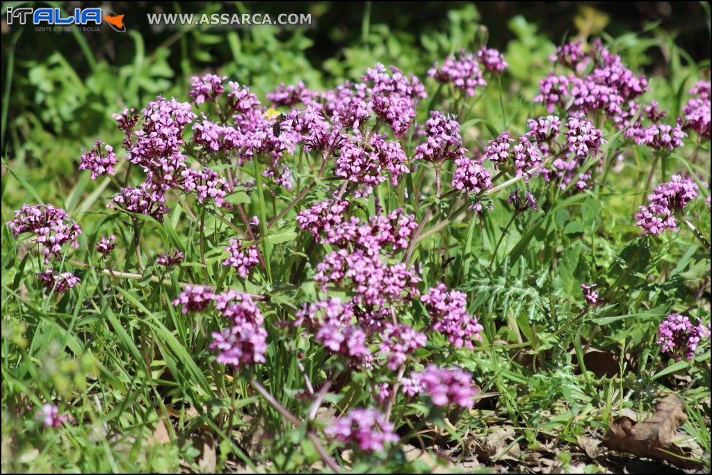 FIORI PRIMAVERILI