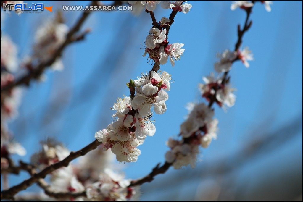 MANDORLO IN FIORE