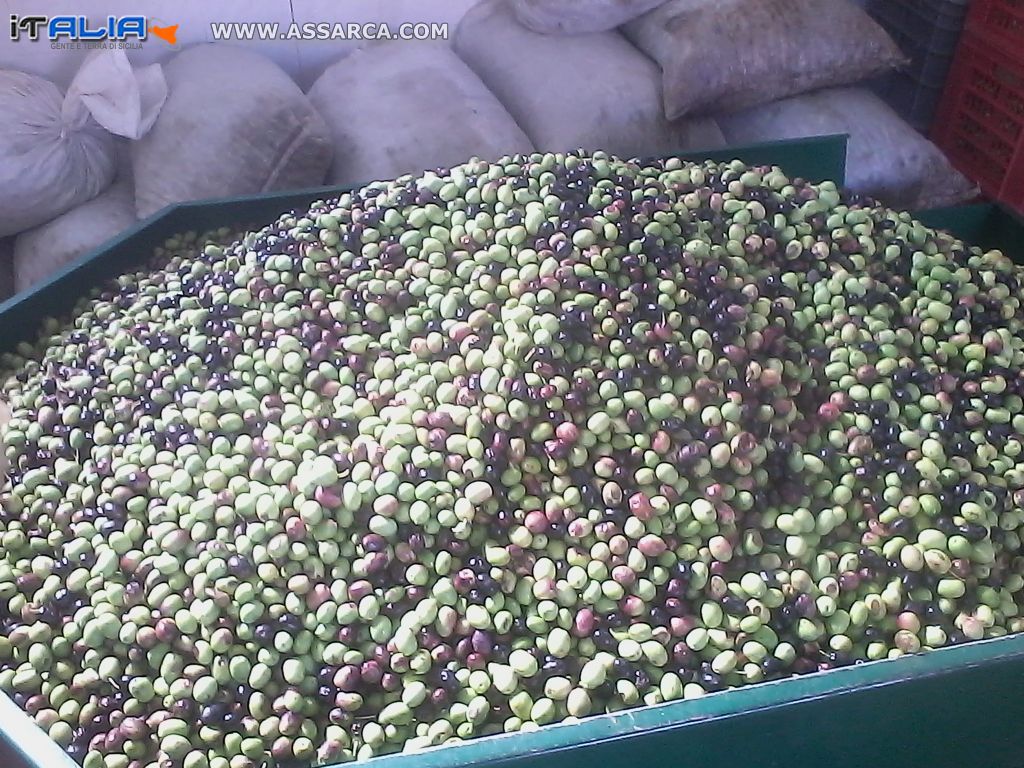 le olive al frantoio