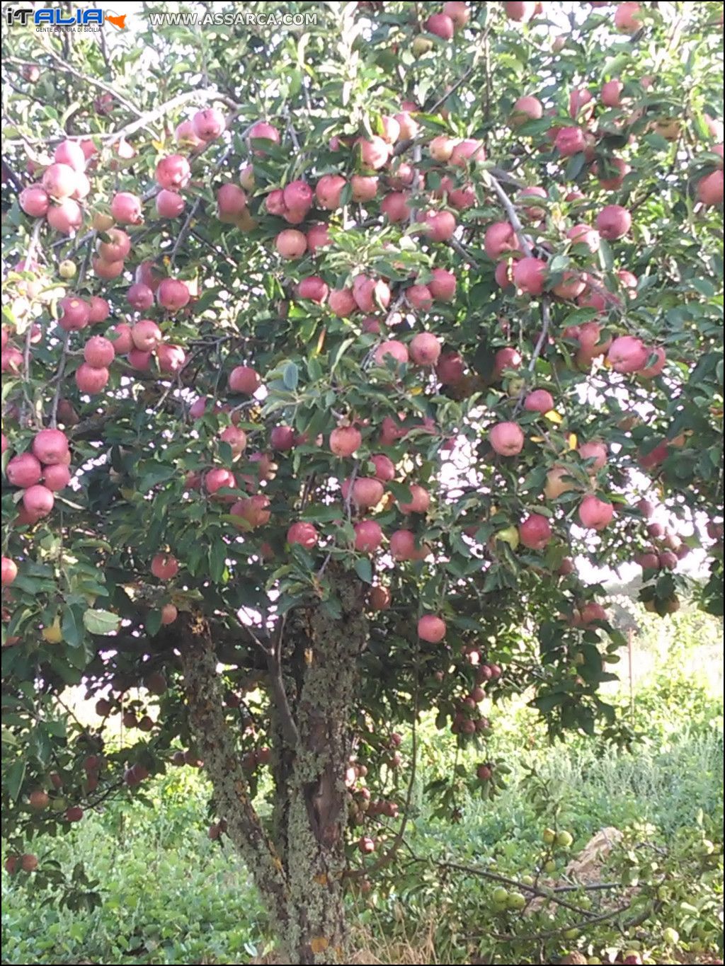 ALBERO DI MELE.