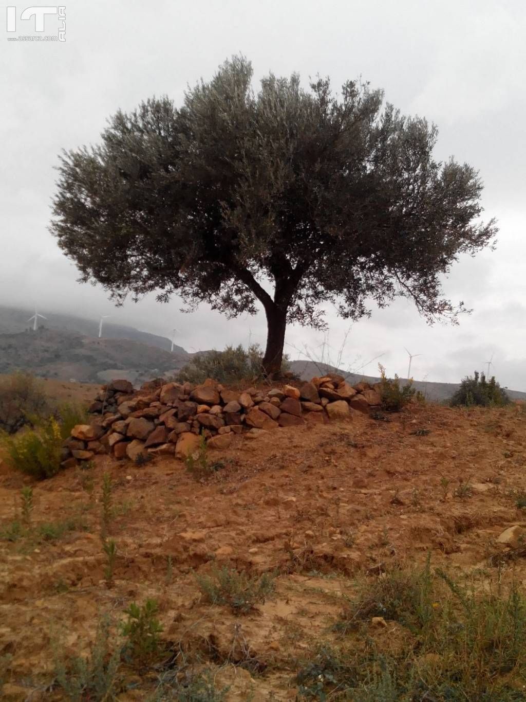 L`albero della vita