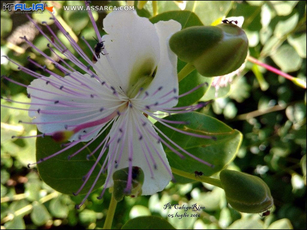 Natura meravigliosa.