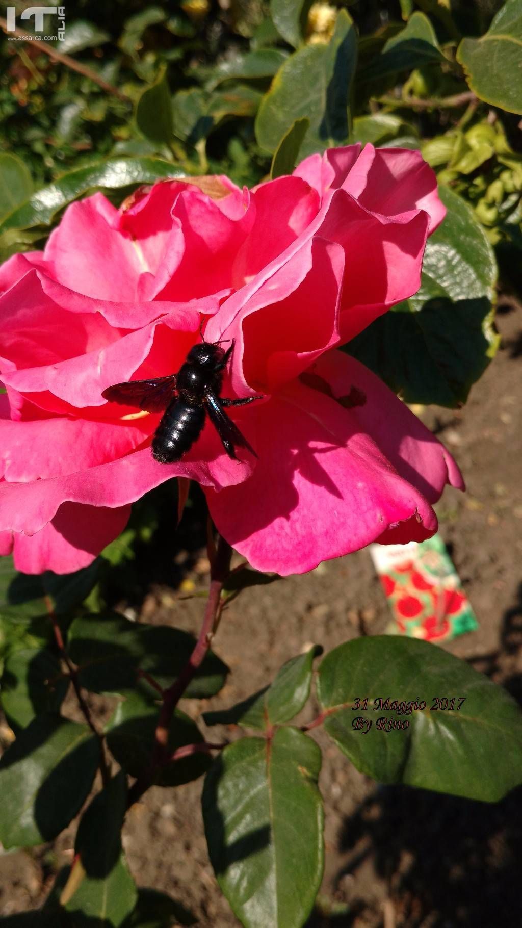 Rosa e calabrone