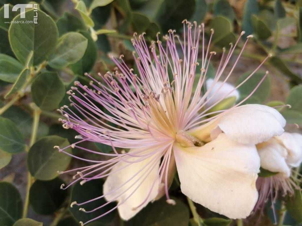 Fiore di chiappara.