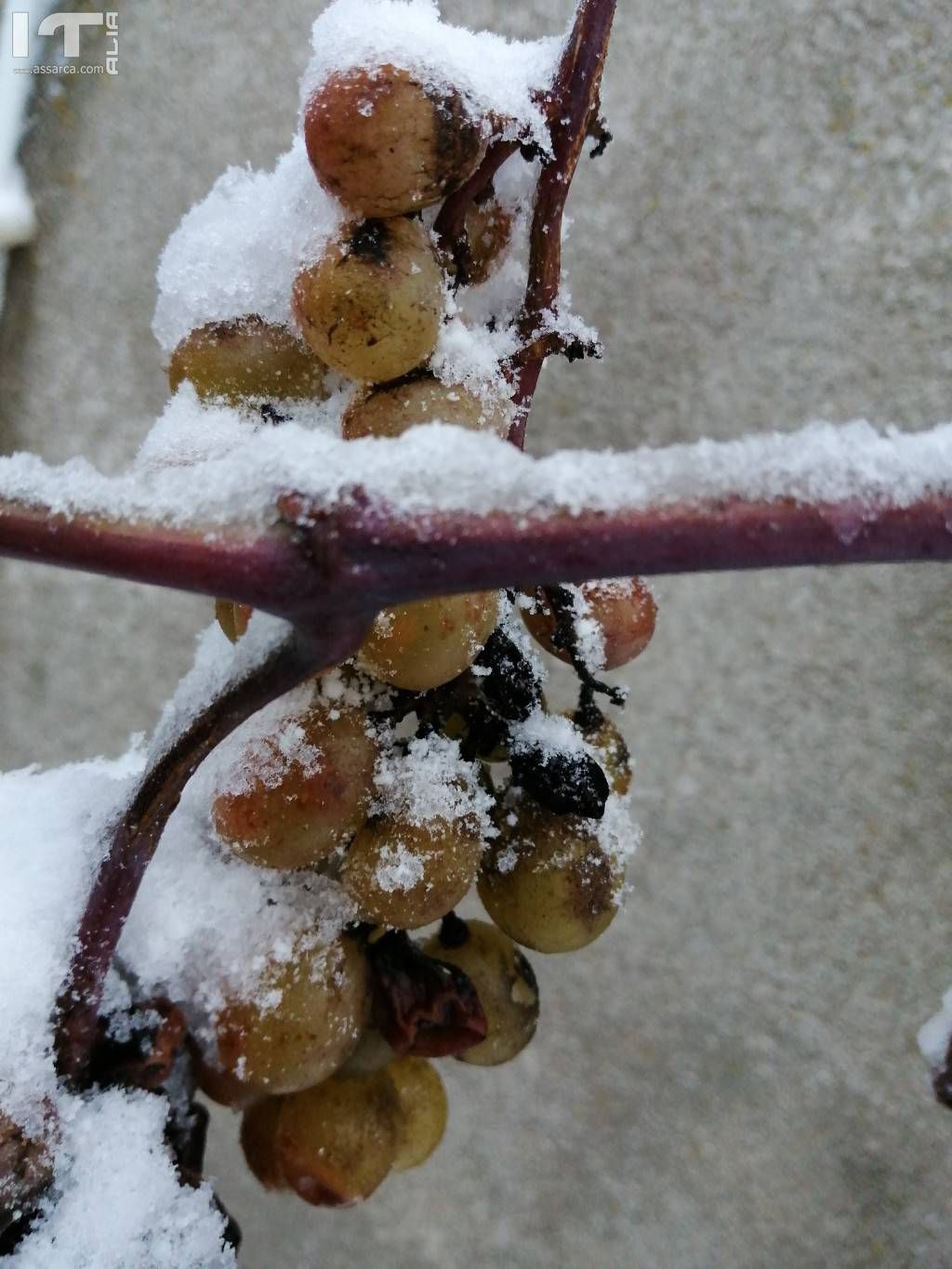 Uva innevata, 30 dicembre 2019