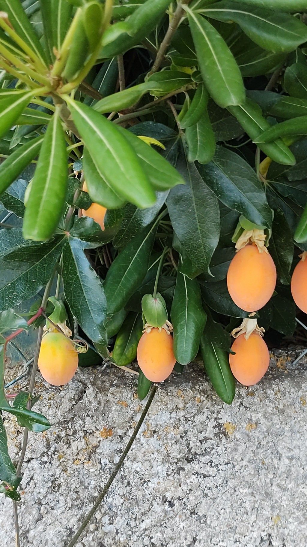 Frutti della passiflora.