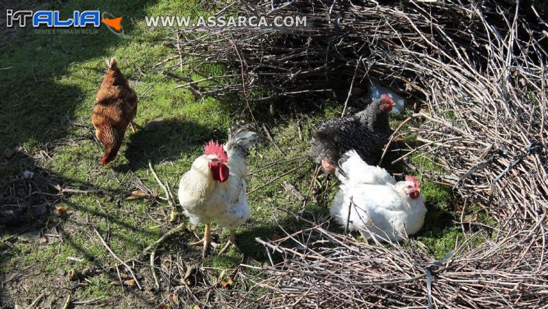 un gallo tra le galline