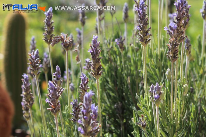 Lavanda