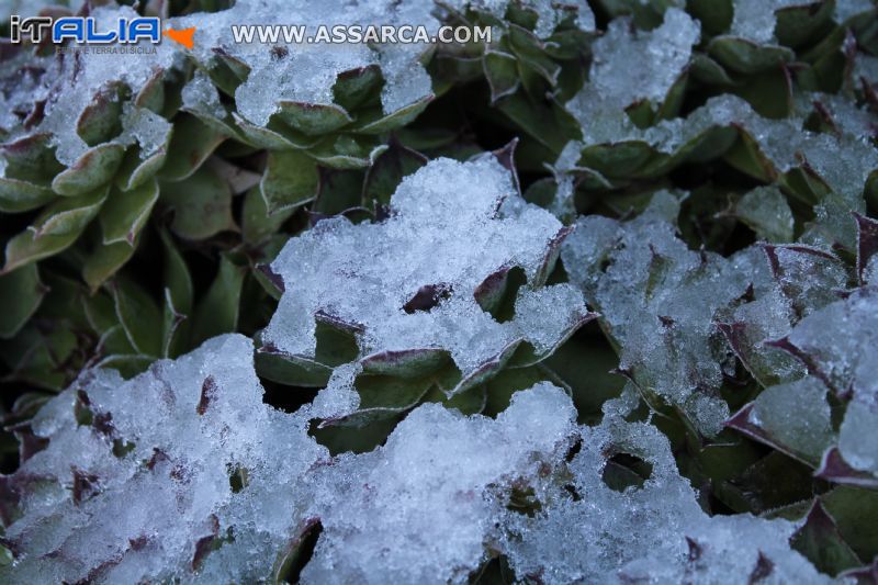 pianta grassa innevata