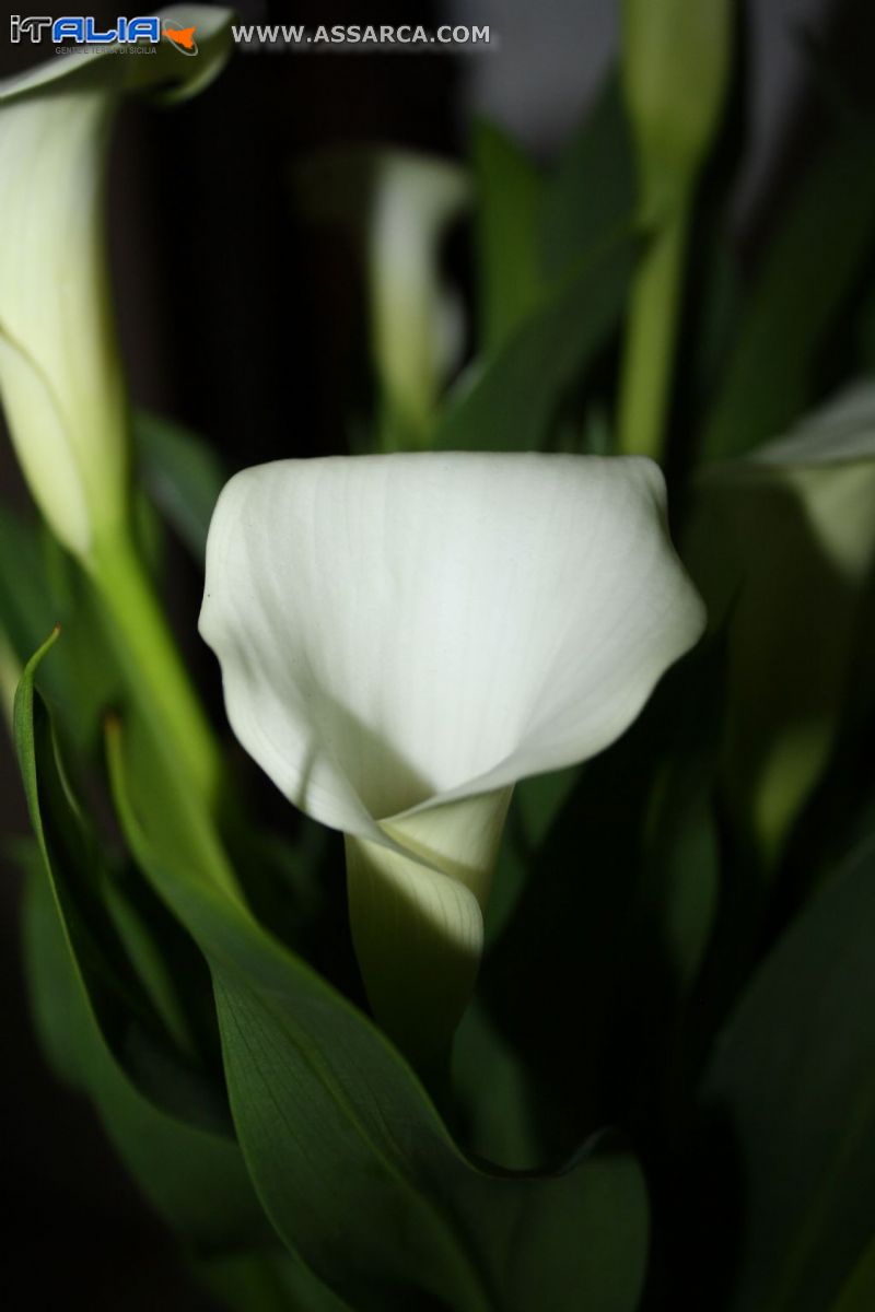 Calla