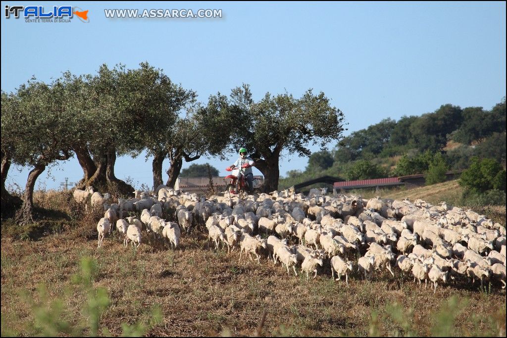 un centauro tra la mandria