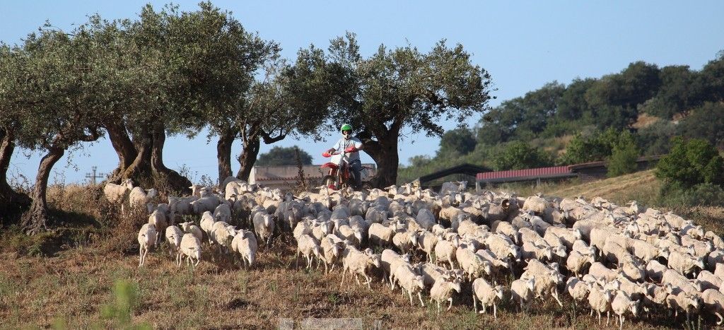 Un centauro per pastore.