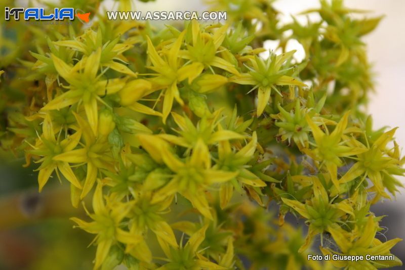 fiori di pianta grassa