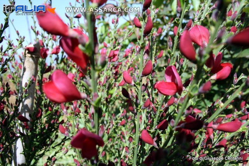 Ginestra rossa