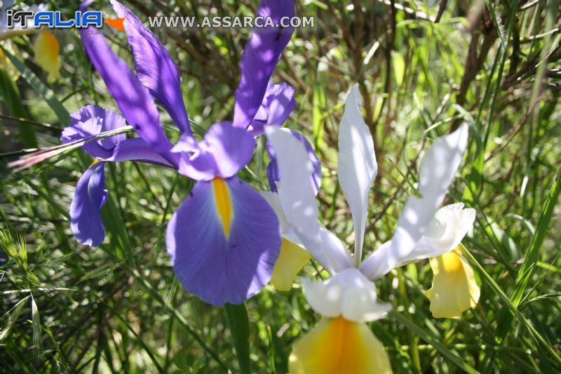 Iris colorati