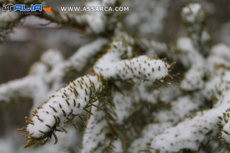 Aghi di pino ricoperti di neve