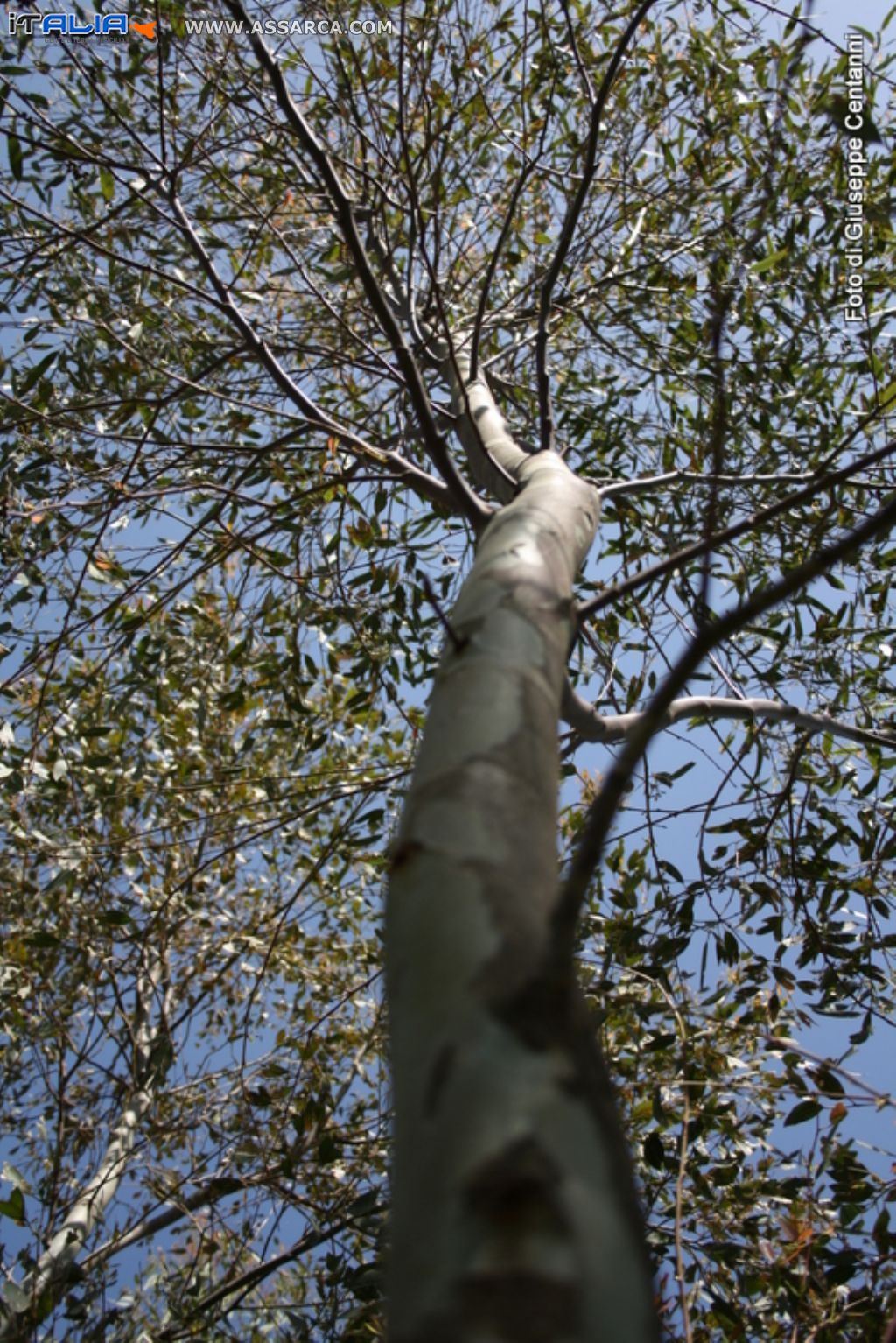 Albero di eucaliptus fotografato dal fusto in su