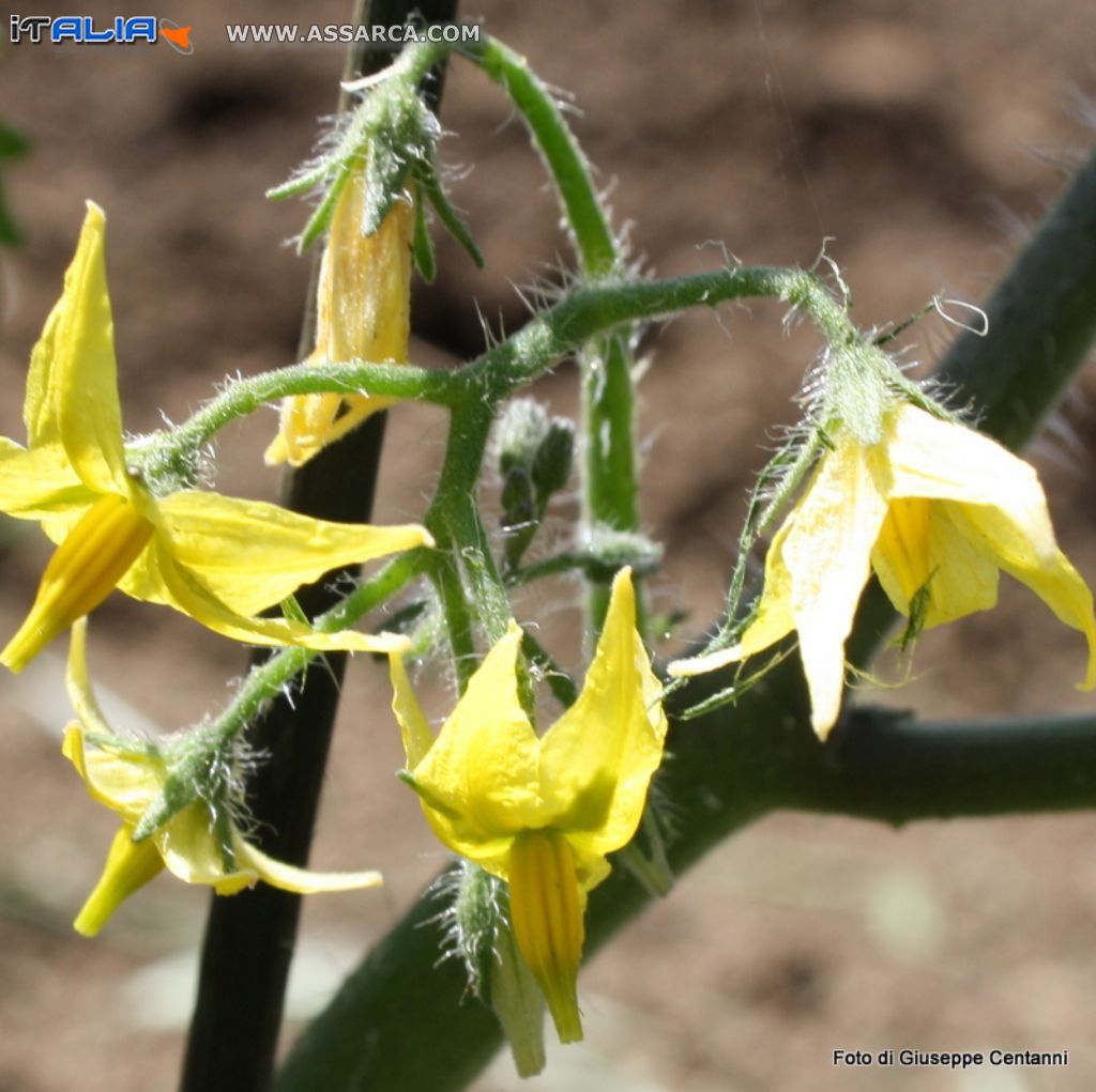 Fiore di pomodoro