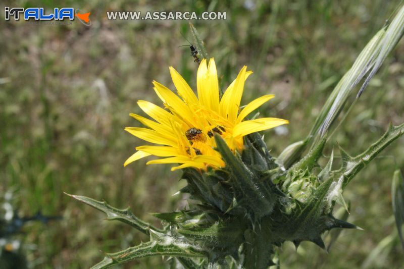 fiori di spine