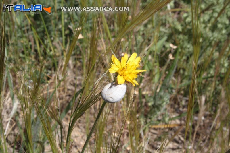 Vavaluciu nel fiore