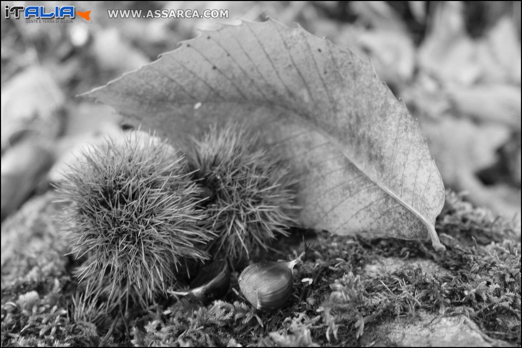 Castagne