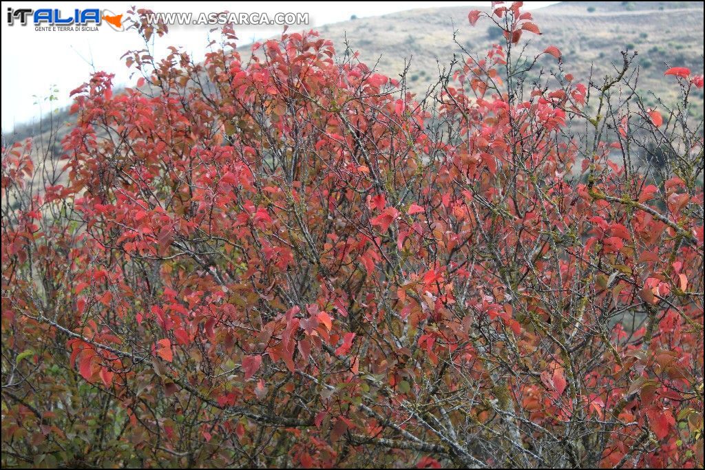 I colori autunnali della natura