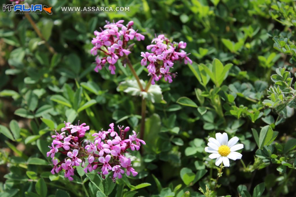 Fiori di campo