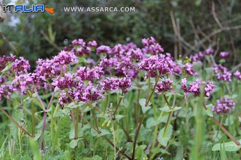 Fiori di campo