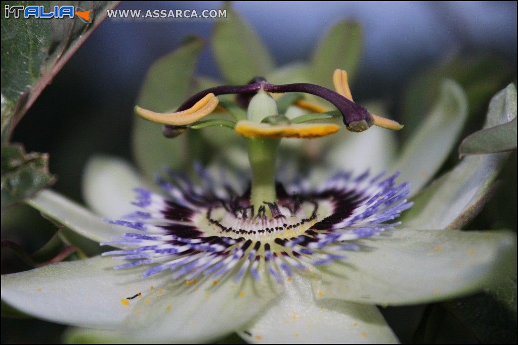 Il fiore della passione