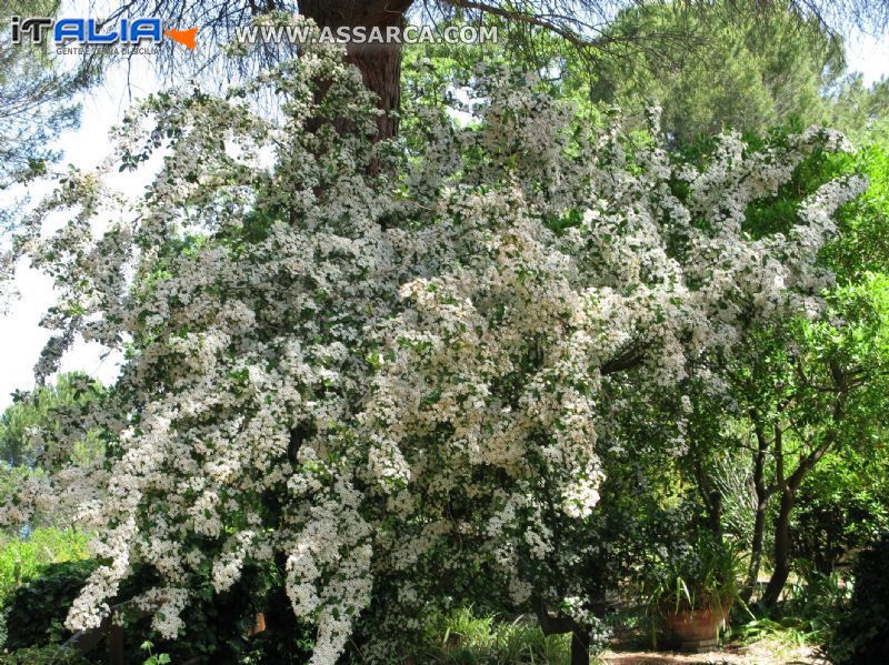 Dimenticato il nome , ma bellissima fioritura