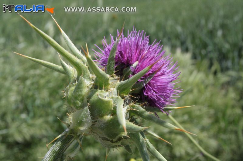 Fiore di spina santa