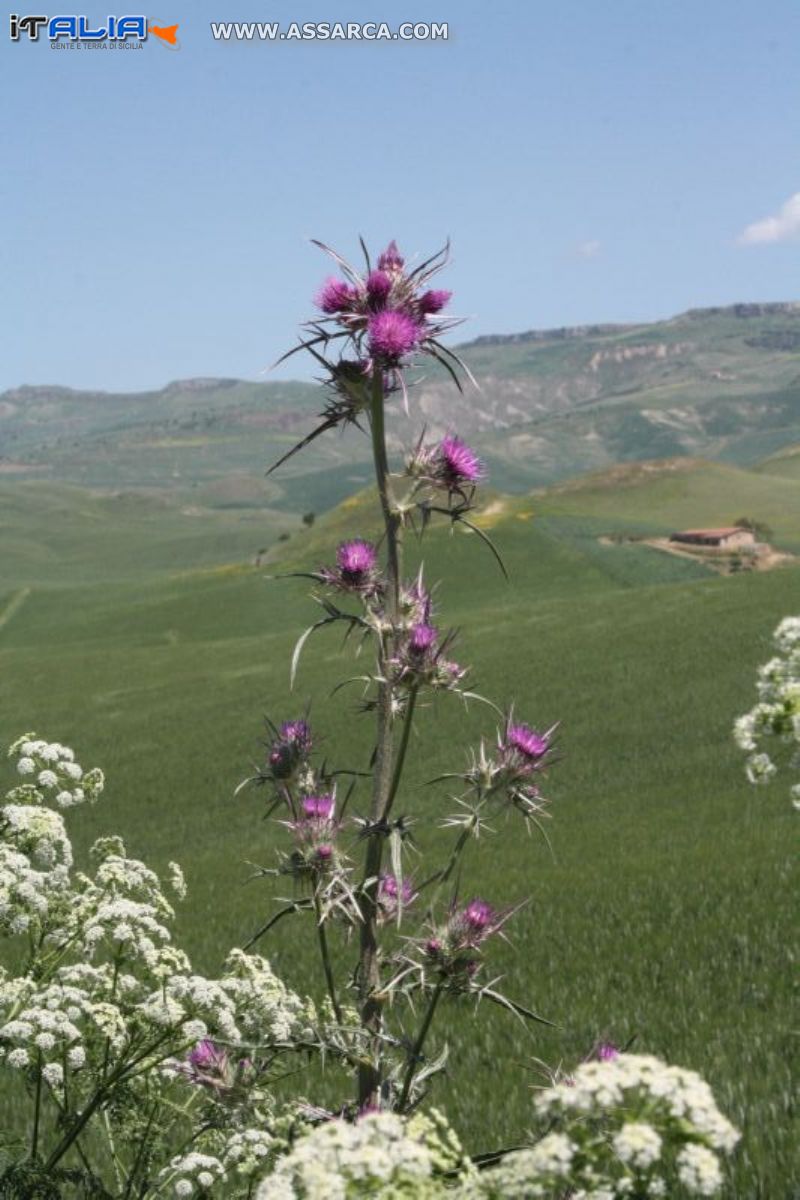 Natura orgogliosa