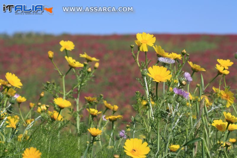 la natura con i suoi colori