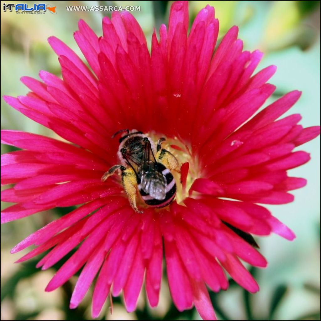 le api pungono il fiore più bello.