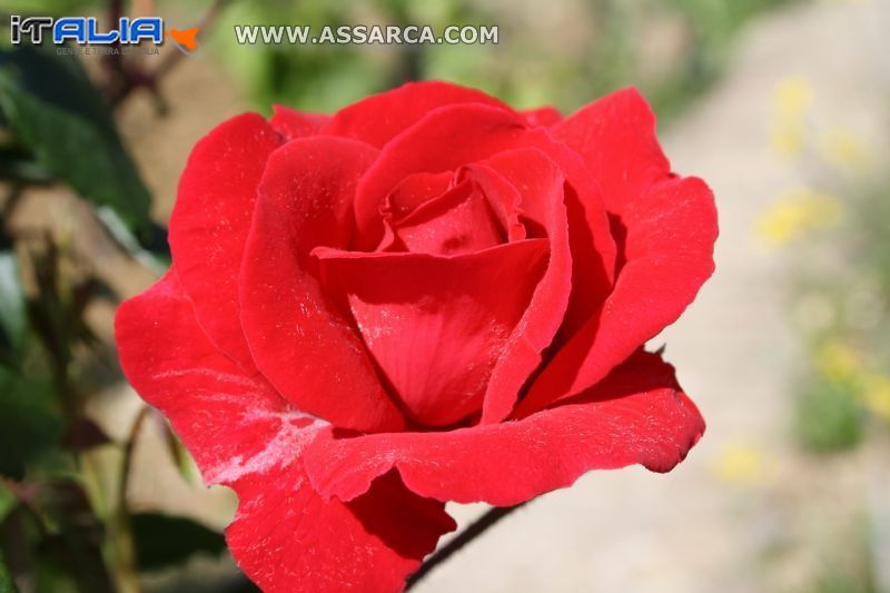 Rosa