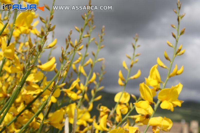 fiori di ginestra