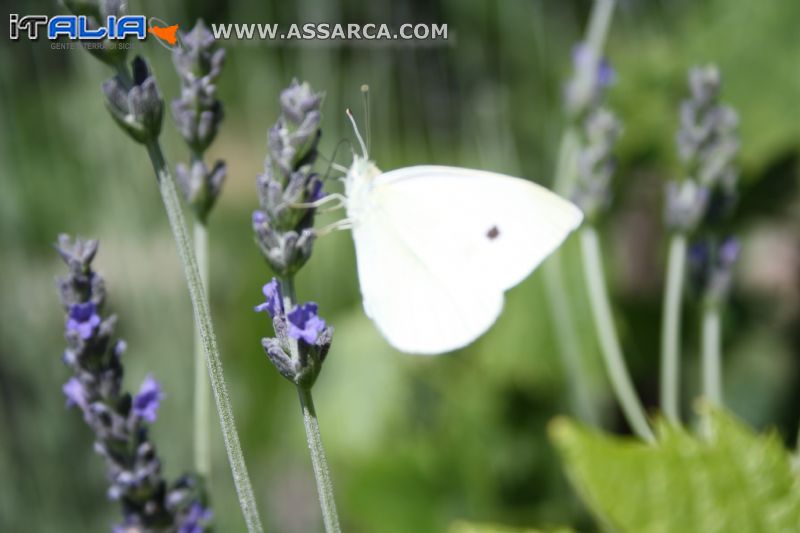 Farfalla sui fiori di lavanda