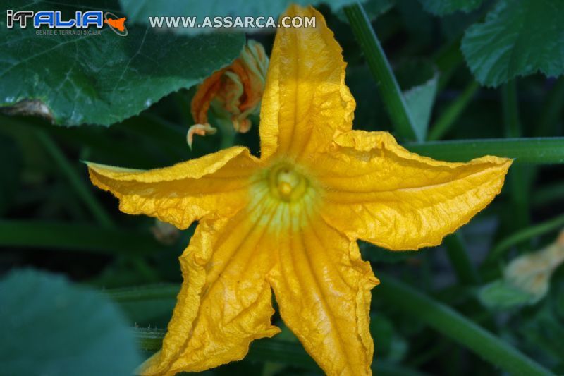 Fiore di zucca